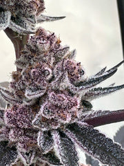 Super Buff Cherry #26