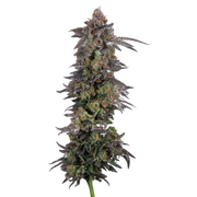 London Pound Cake #75