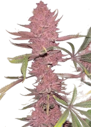 Colorado Nightshifter #11