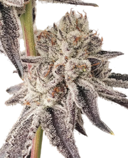 Dante’s Inferno #8