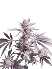 Super Buff Cherry #26