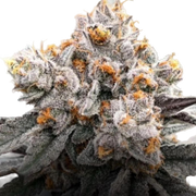 Permanent Chimera #35